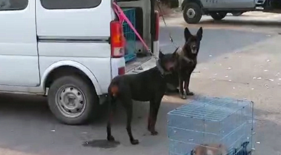 哈士奇拆家犯二，被主人牵去狗市贩卖，二哈站在主人跟前满眼深情