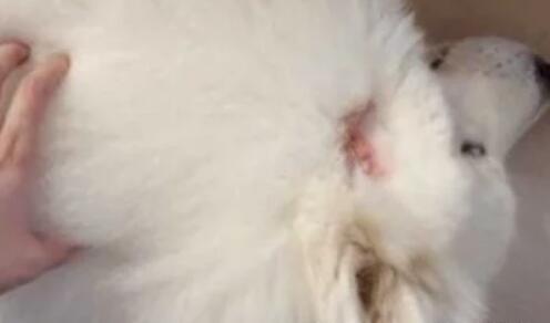 这条恶犬咬狗又咬人为什么主人就是不牵绳