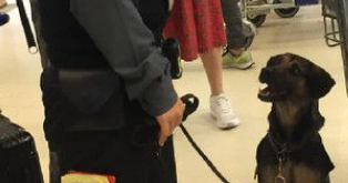 坐价20万差点吓哭旅客! 汉堡纸袋被检疫犬闻出