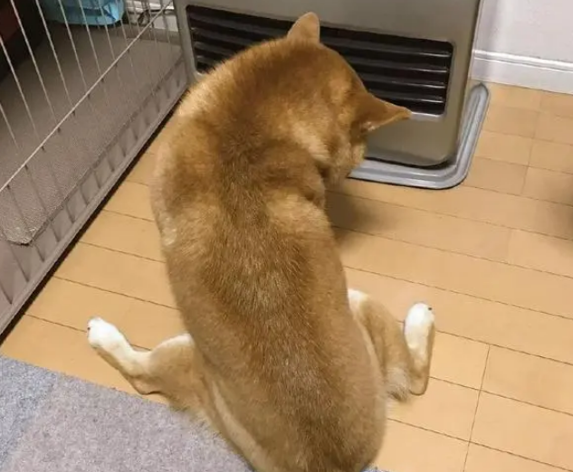 真绝情!一到冬天狗狗就跟小主人抢暖炉,柴犬:暖气面前无亲情