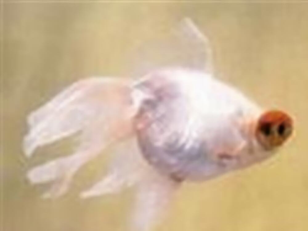 玛瑙眼身份信息