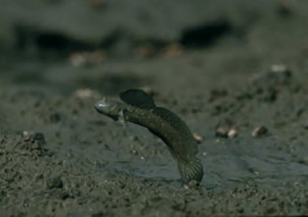 大弹涂鱼身份信息