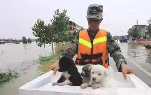 狗狗被洪水冲跑,主人义无反顾救治,值不值?
