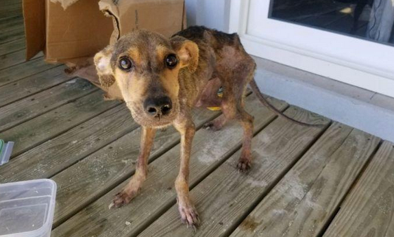 狗狗沦落荒岛，依靠虾干和降水存活，被救时瘦得只剩一身皮包骨头