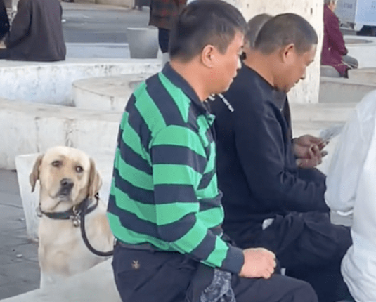 爸爸出门遛狗其实去打牌,狗狗坐在旁边一脸生无可恋:气死我了!