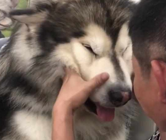 一只大型犬被吉娃娃吓哭,模样十分委屈,主人却忍不住笑了