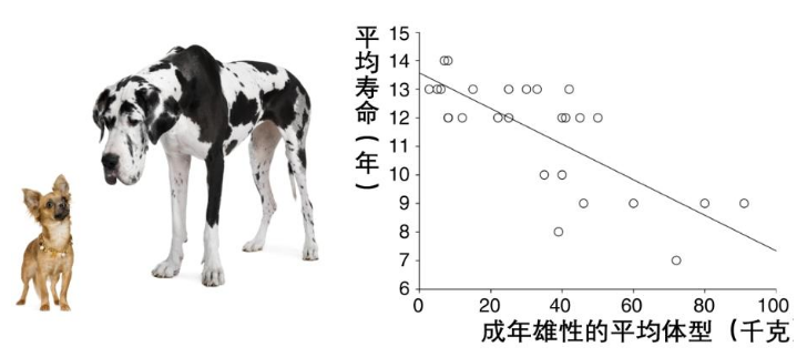 这个追踪4万只狗狗的研究，想让狗和人都活得更长