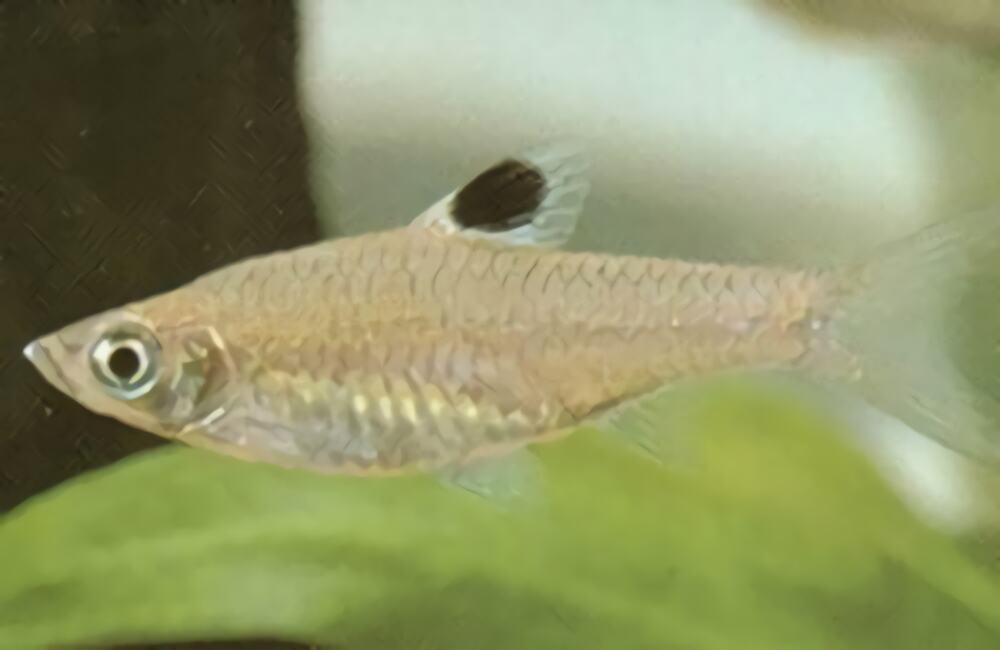 蓝眼鲫身份信息