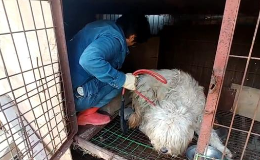 狗妈妈被关笼中5年,主人欲将它的小狗遗弃,还好遇到好心邻居