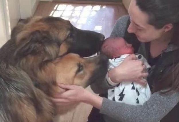 狼犬很激情的迎来宝妈妈回家了,见到宝宝后,这两支狼犬的反映太暖