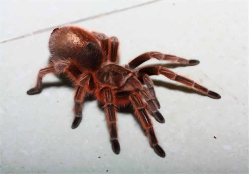 厄瓜多尔羊毛粉红趾身份信息