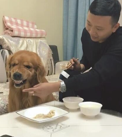 主人吃饺子,让金毛在一边看见,连汤都不许狗狗喝,金毛怒了