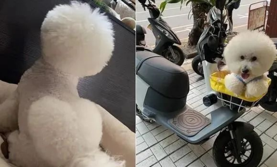 个性如大爷般的比熊犬,这到底谁才是主人,谁才是宠物?