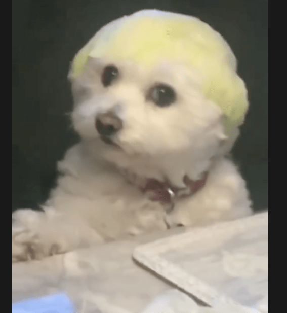 主人家用包菜叶子放到狗狗的头顶，它还一脸可怜脸，传说故事中的菜狗？