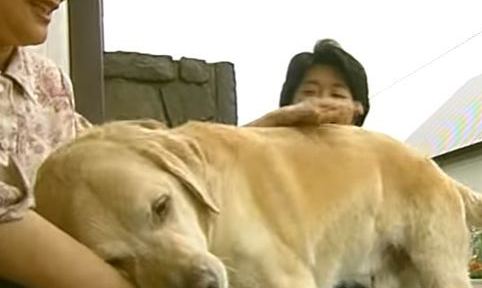 相隔11年再回家 导盲犬不曾忘记照顾它的家人