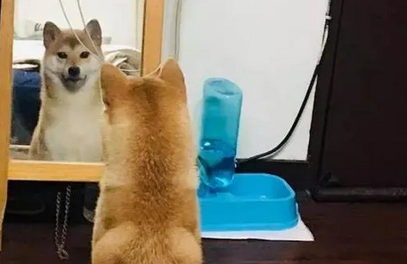 柴犬一直在镜子前显摆,主人凑近一看忍不住笑掉大牙