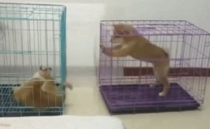 柴犬总喜欢玩金毛的小尾巴,主人无可奈何将他们分离,接下去一幕会亮!