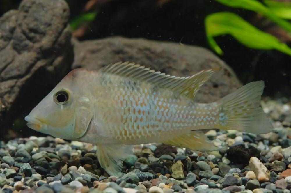 牛头鲷身份信息