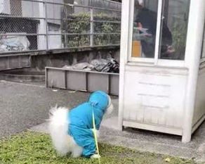 柴犬主遭遇尴尬!网购狗狗衣服竟被误认为情趣内衣,同事羡慕不已!