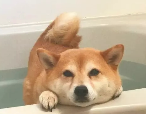 狗子在浴盆开始做起平板撑,最终一幕令人搞笑,汪:我太难了!