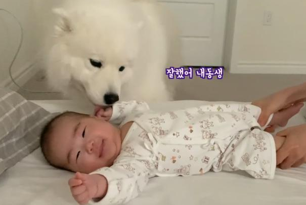 女主人生了孩子,告诉大白狗是“弟弟”,结果被它暖到了