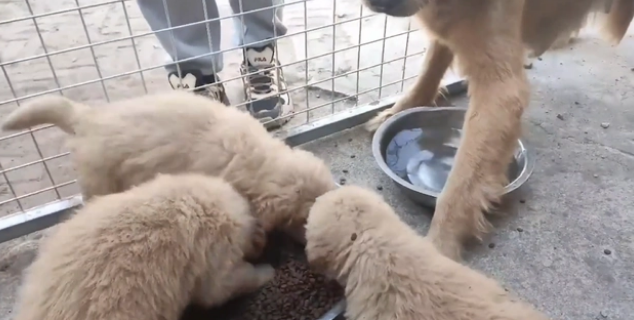被养殖场淘汰的金毛犬,只能在笼子讨要食物
