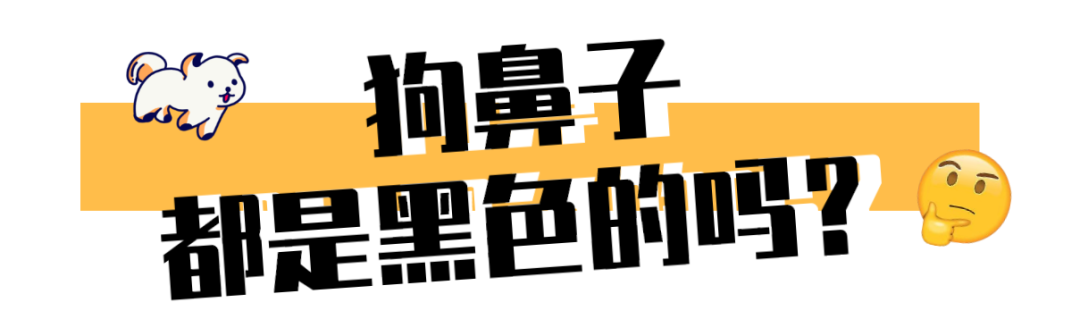 “翻看旧照片发现,狗子居然养着养着变色了?!”