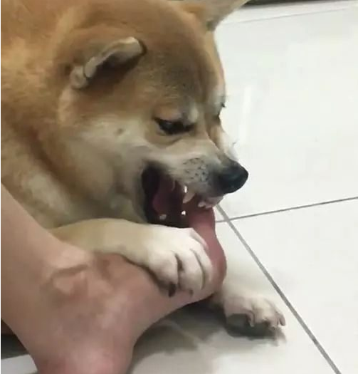 逗比主人强迫柴犬闻自己的脚臭,柴犬的表情亮了!