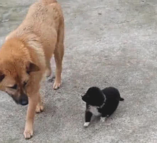 带大黄狗外出，遇到一只死皮赖脸的奶狗认“干爸”，女主角愣住了