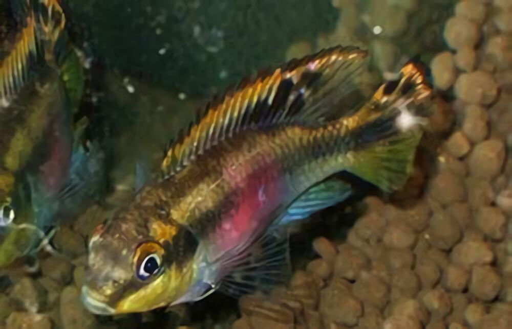 红肚凤凰鱼身份信息