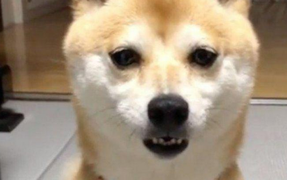 柴犬宠着主戏弄,小表情立刻越来越凶悍起來,可下一秒却积极笑着认怂