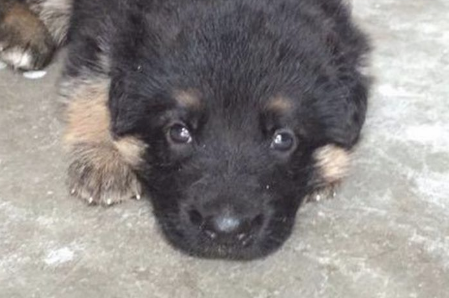 女儿花几十块钱买来土狗，全家人也不愿意养，几个月后却高兴坏了！