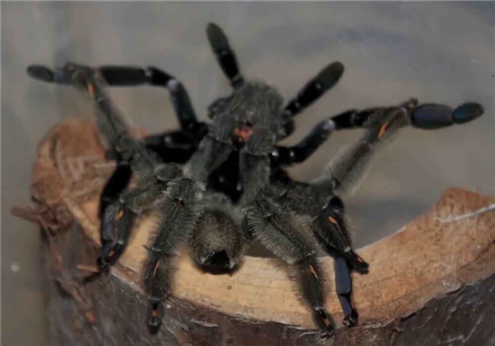 委内瑞拉太阳虎身份信息