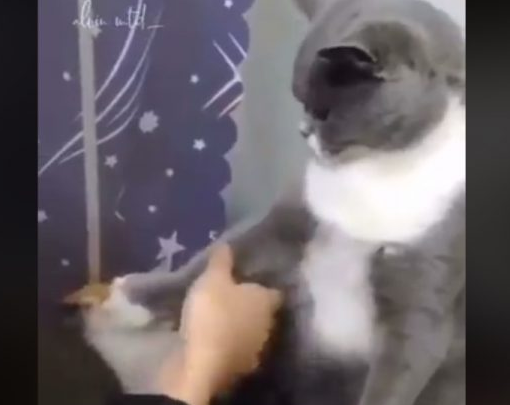 下马威让你知道谁是老大！ 小猫被霸凌幸好马麻来救场