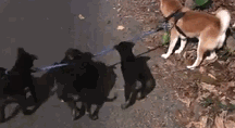 柴犬散步途中,被一群小黑狗围攻,结果它的反应笑喷了……