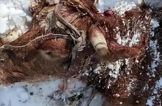 “咬死两头牛、吃掉一条狗”,为何冬季东北虎更频繁下山觅食?