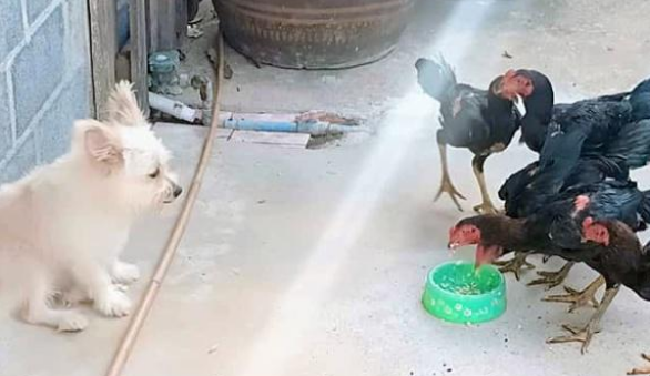 城市狗狗来到乡下后,竟被一群鸡欺负,狗粮天天被霸占敢怒不敢言