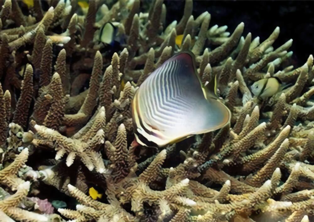 印度洋天皇蝶身份信息