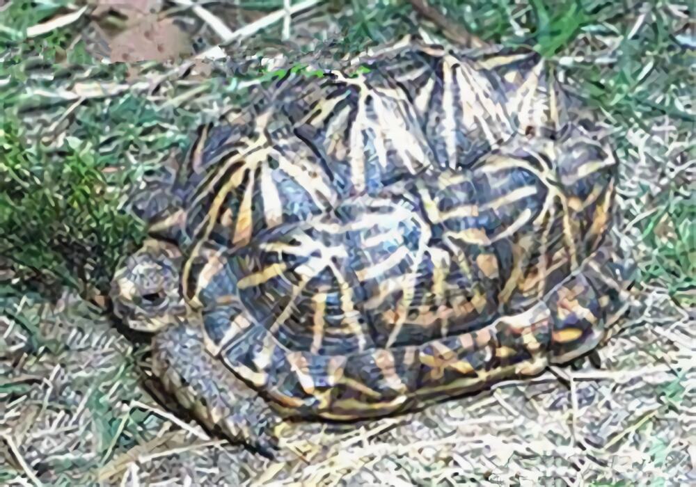 几何陆龟身份信息