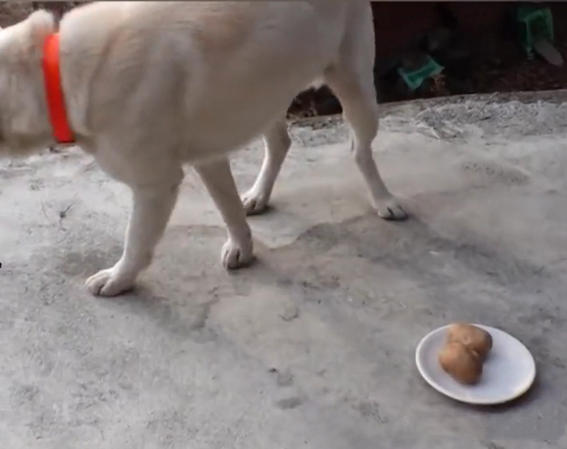 不得了了,那只出家的狗狗,居然敢下山吃肉又泡妞!