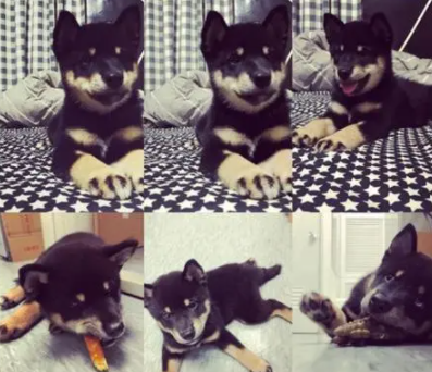 两只柴犬对骂却只见到1只狗,爸爸卖力“汪汪”超有天分