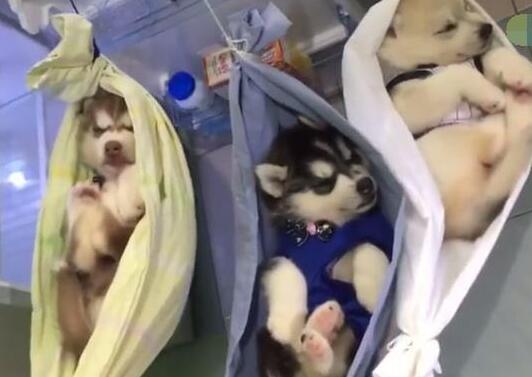 主人将狗踢全身骨折，得知治疗费后转身就走，心疼