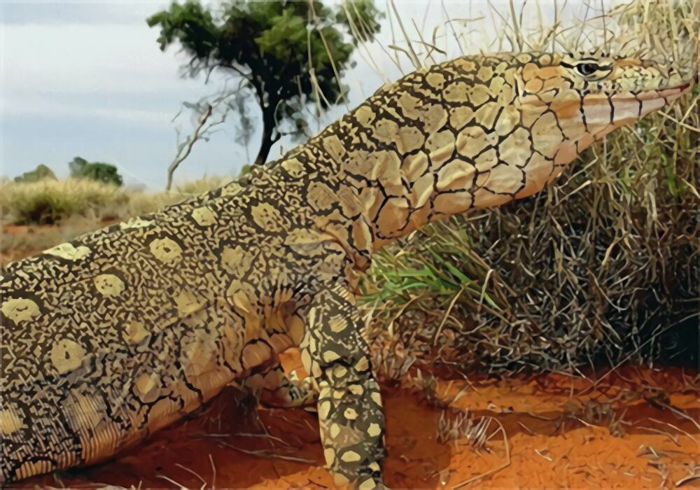 眼斑巨蜥身份信息