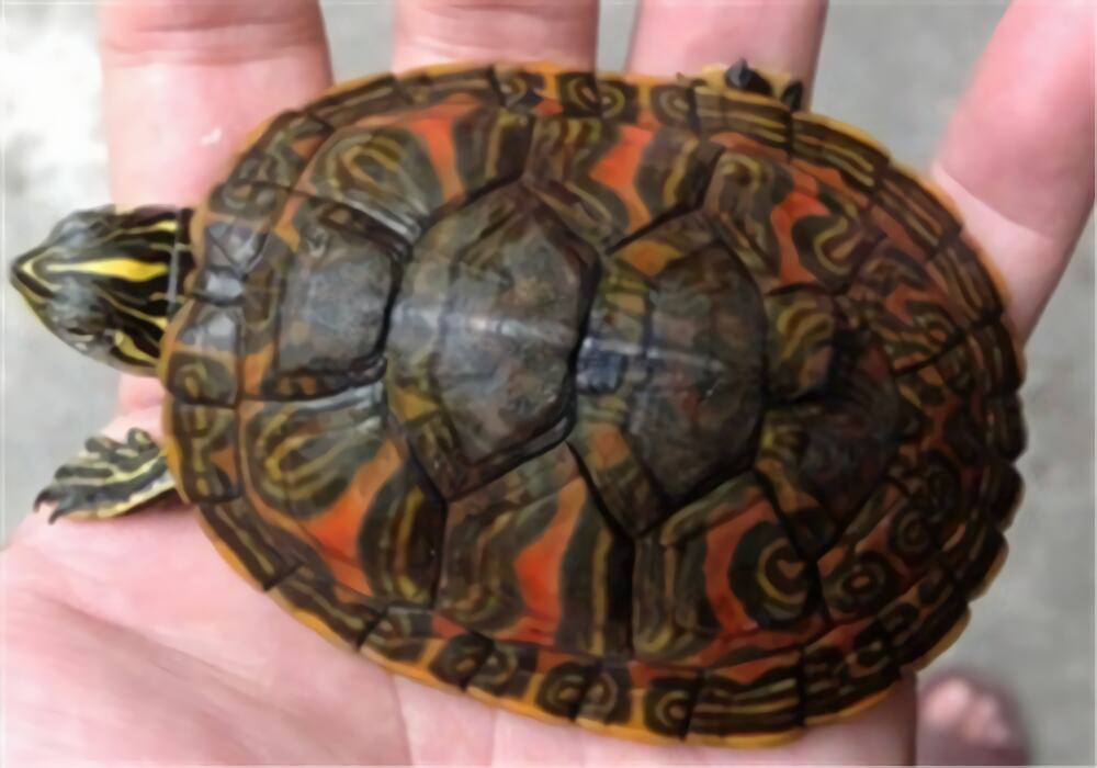 火焰龟身份信息