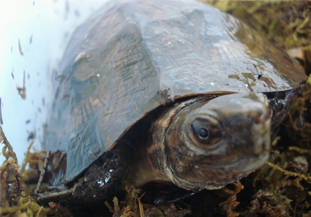 齿缘摄龟身份信息