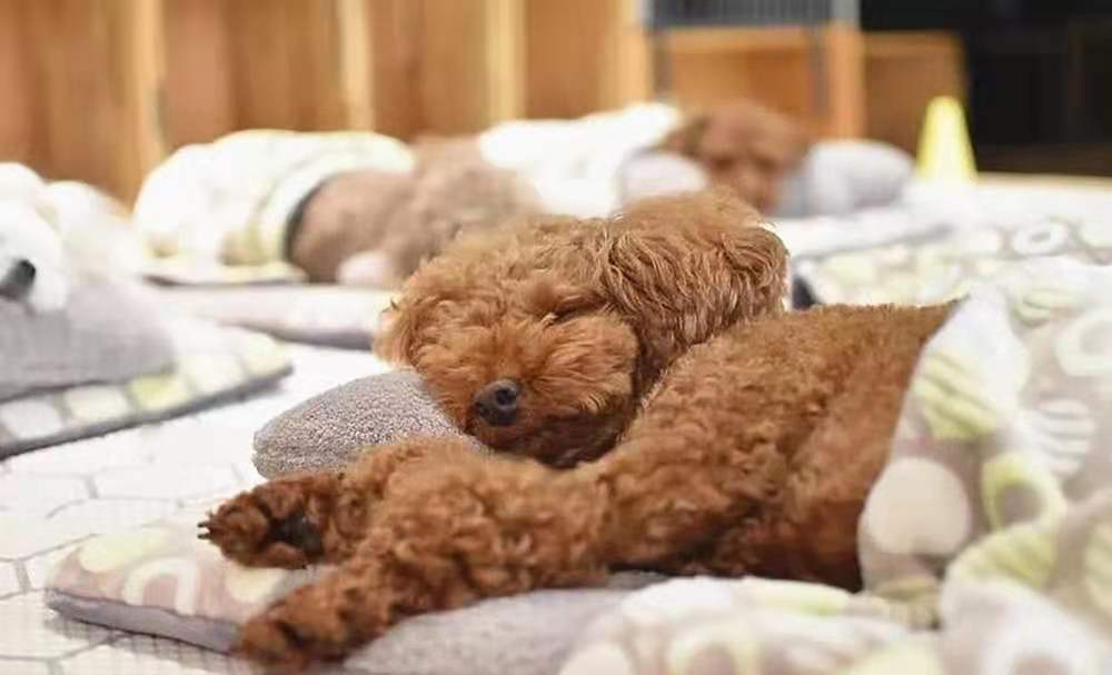 狗狗上学被要求午睡，睡觉场景像幼儿园小朋友一样可爱