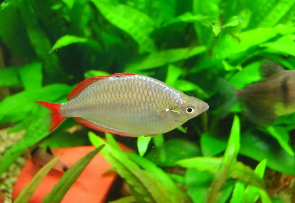 电光美人鱼身份信息