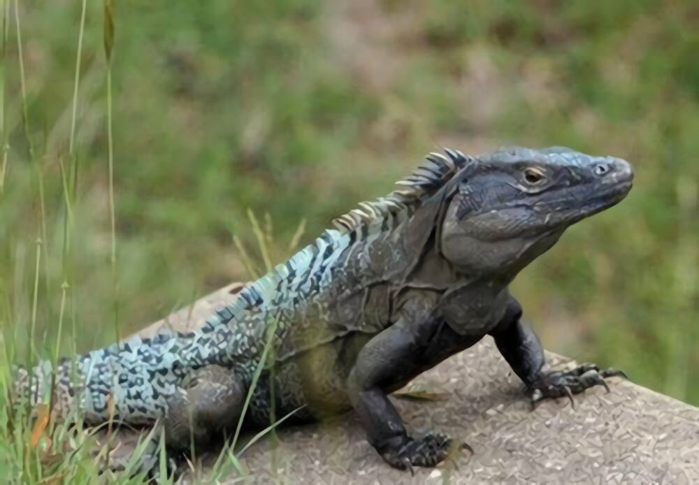 刺尾鬣蜥身份信息