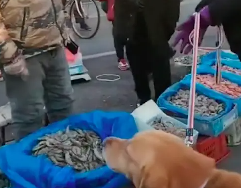 狗狗在虾摊上尿尿,老板要求主人买下价值1千8的虾,双方争执不下