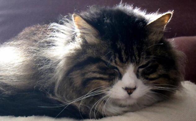 为啥要养猫猫狗狗?因为无论我几点回来,它都蹲在门口等我